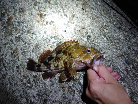 アオリはまだ小さい