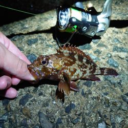 アオリ休んで根魚を