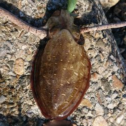 アオリイカ調査