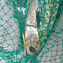 岩国沖の開幕?!