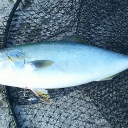 青物祭りへ参加