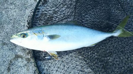 青物祭りへ参加