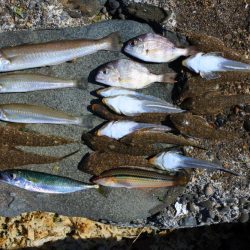 キス釣り ガッチョが多い