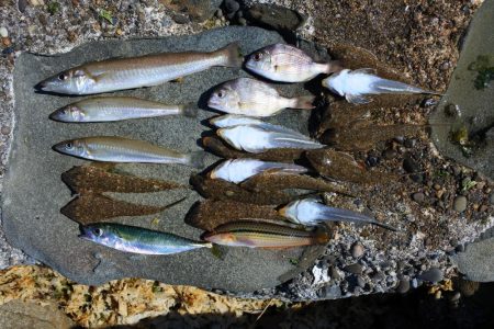 キス釣り ガッチョが多い