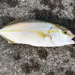 太刀魚不発からのシオ