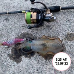 エギング朝まづめ