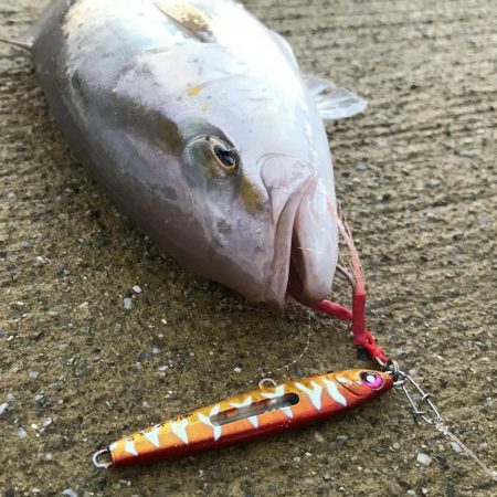 元気なシオ。タチウオは小さめ。