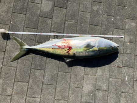 大阪南港ブリゲーム開幕