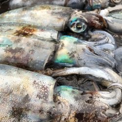 2022 佐渡ヶ島エギング 18回目【9月27日】