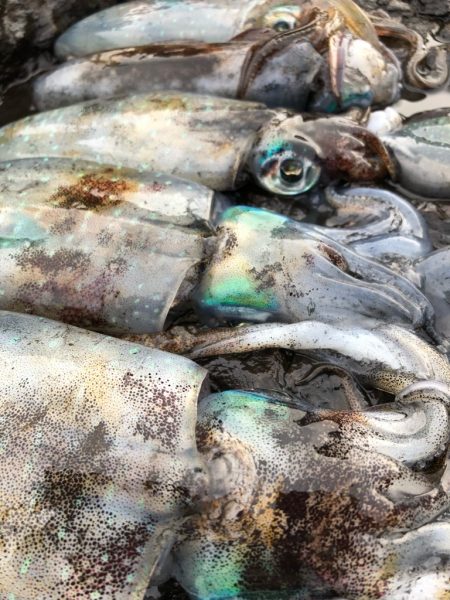 2022 佐渡ヶ島エギング 18回目【9月27日】