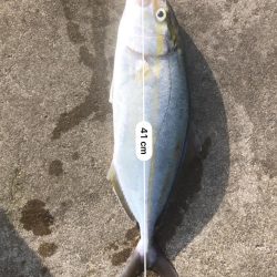 今日は渋かった