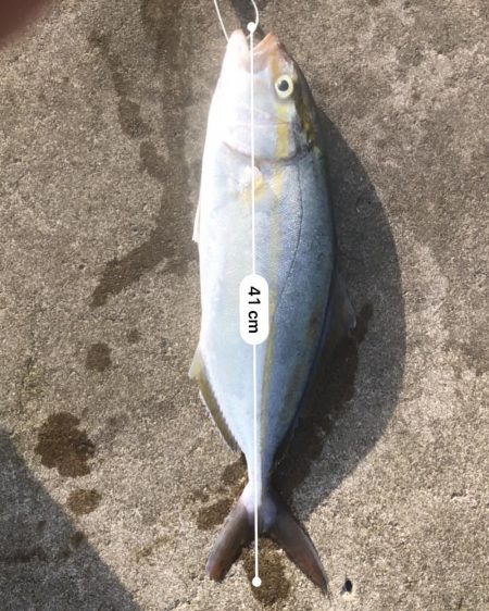 今日は渋かった