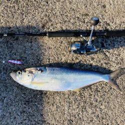久々に青物釣りたくて