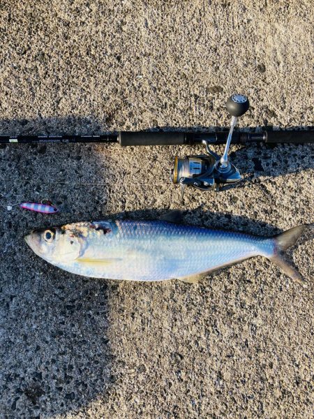 久々に青物釣りたくて