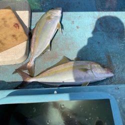 蒲生田周辺でシオ