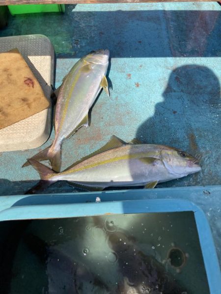 蒲生田周辺でシオ