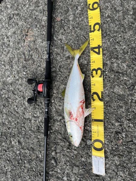 ベイトショアジギ