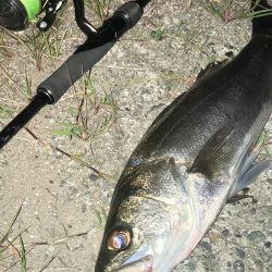 ががっときました。