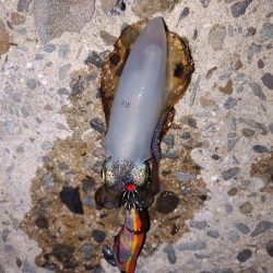 エギング　フロートリグ