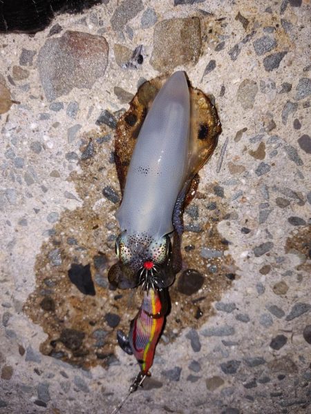 エギング　フロートリグ