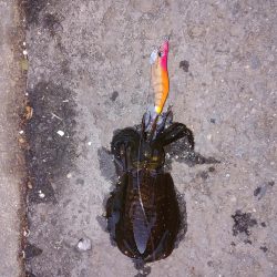 爆風波エギング