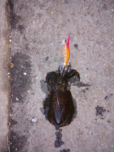 爆風波エギング