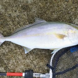 本命のアジが釣れないんでネイリに変更