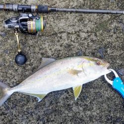 ネイリが大分大きくなってきた。