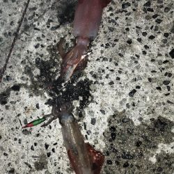 アオリとケンサキ