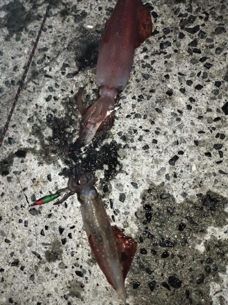 アオリとケンサキ