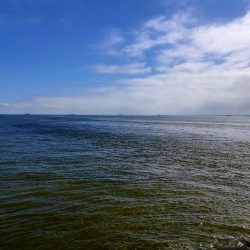 数万匹の・・・