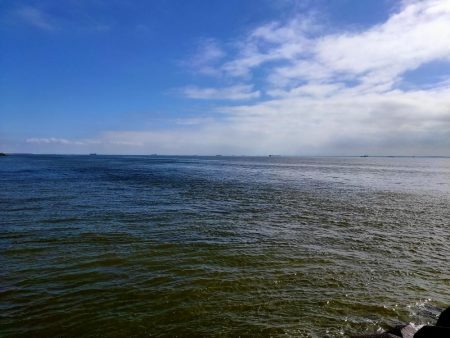 数万匹の・・・