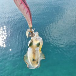 新子がたくさん