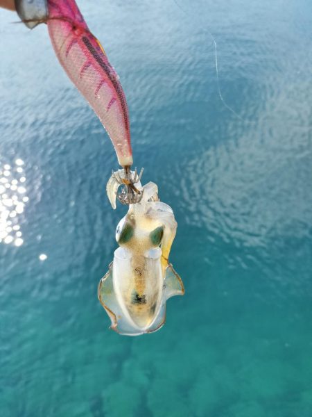 新子がたくさん