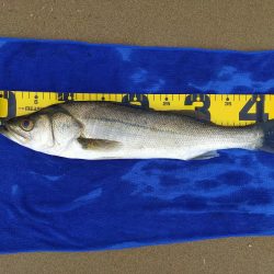 久々のシーバス