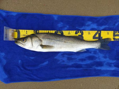 久々のシーバス