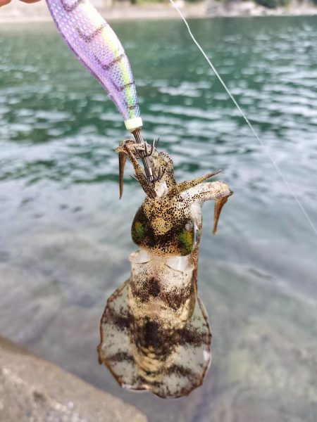 秋にしてはいいんじゃない？