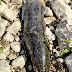 ブラックバスのはずが、、、