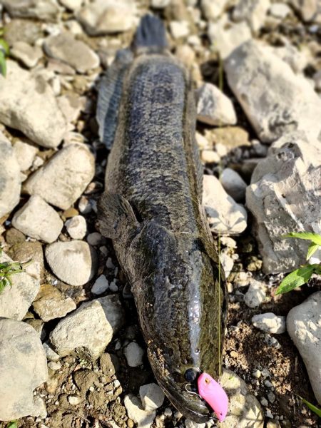 ブラックバスのはずが、、、