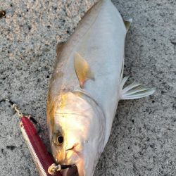 今年はネイリが多い