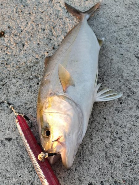 今年はネイリが多い