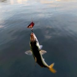 自作レジンバイブでサバ