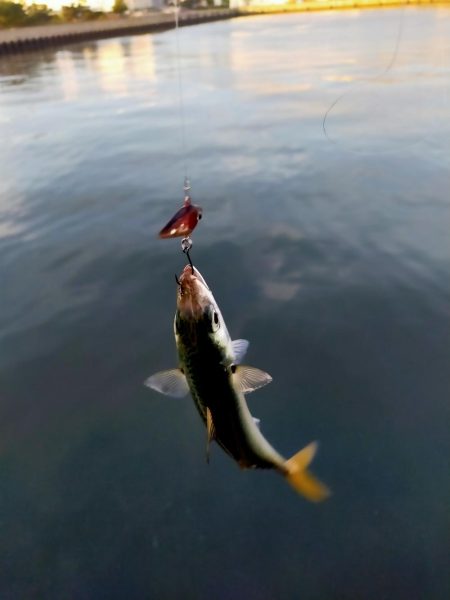 自作レジンバイブでサバ