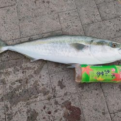 南港魚釣園は爆釣、一方シーサイドコスモは…