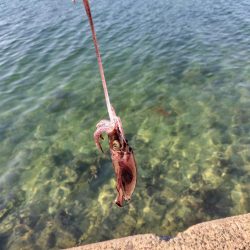 新子がたくさん