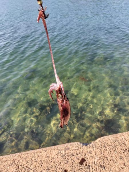 新子がたくさん