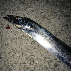 鋭い引きのアノ魚が!!