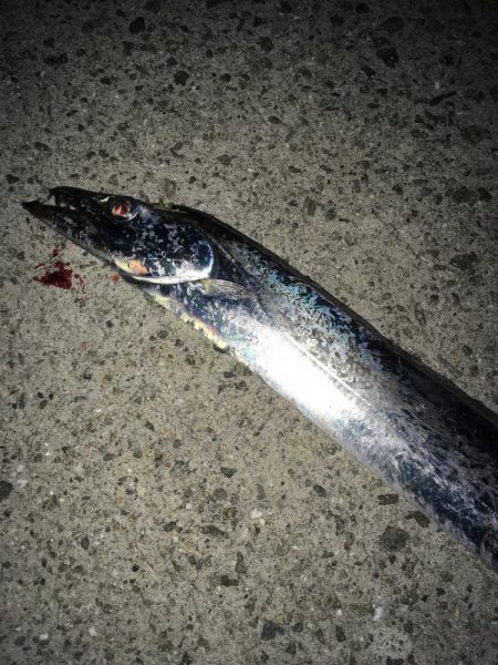 鋭い引きのアノ魚が！！