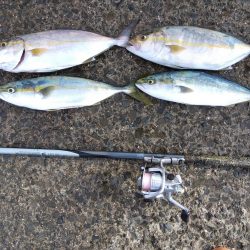 やったーカンパチ　　の子供ゲット