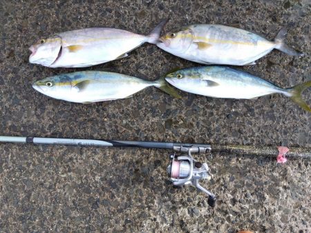 やったーカンパチ　　の子供ゲット